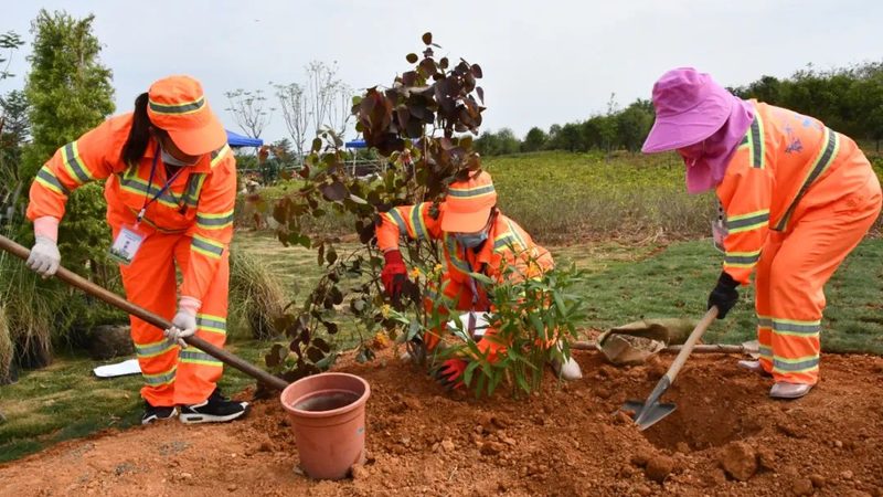 市政绿化苗木价格走势：影响因素与趋势分析