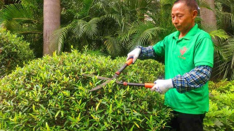绿化工程苗木规格验收标准：关键要素与验收要点**