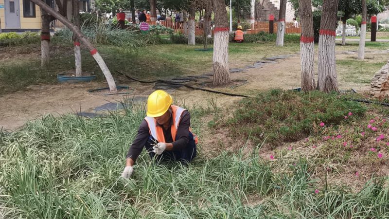 市政绿化养护费用：揭秘一平方背后的成本构成