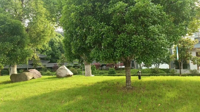 室内立体绿化墙：人工绿植与真植物的区别解析