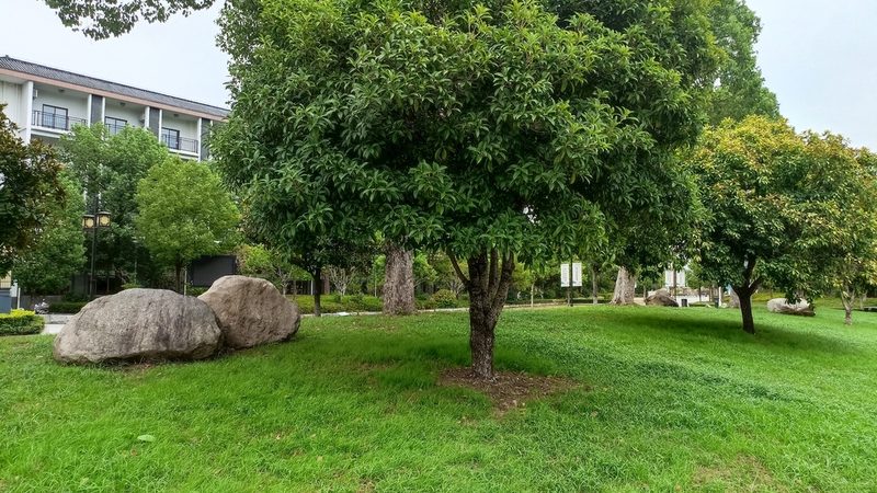 苗木种植与造林：盈利潜力对比解析**